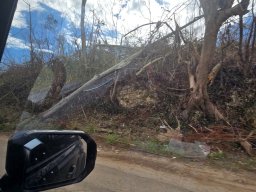 07-fallen-tree-roadside