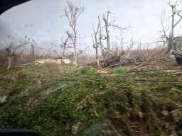 08-stripped-vegetation-roadside